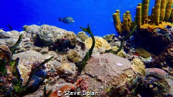 “Reef Life”  A snapshot of Varied life on a reef. Taken i... by Steve Dolan 